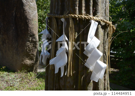 護王神社 御神木 京都市上京区 護王神社 御神木 京都市上京区 114484951