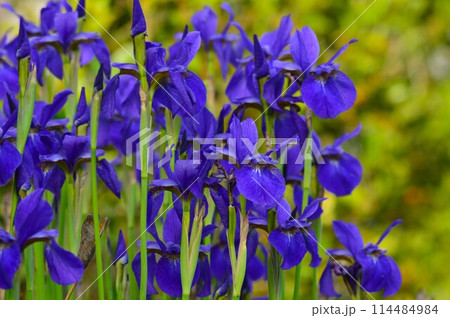 初夏の香澄公園に咲いたアヤメ 初夏の香澄公園に咲いたアヤメ 114484984