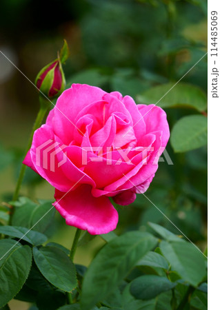 濃いピンクのバラ　マリアカラス 114485069