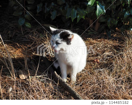 見つめる猫 114485182