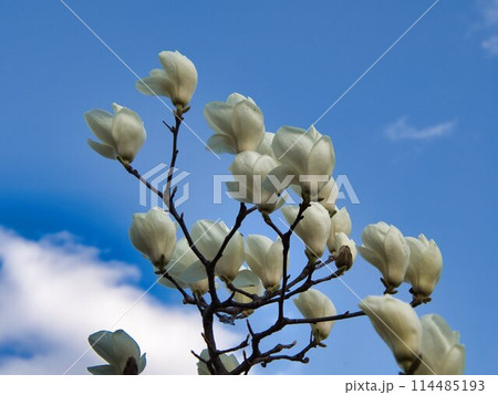 青空に映えるハクモクレン 114485193