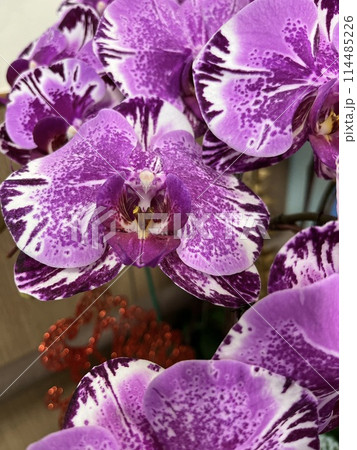 花 フラワー お花 114485226