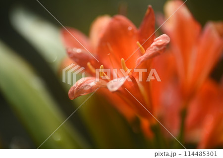 クンシランの花　アップ 114485301