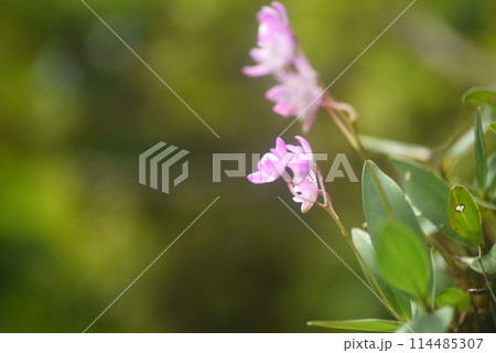 セッコクの花 114485307