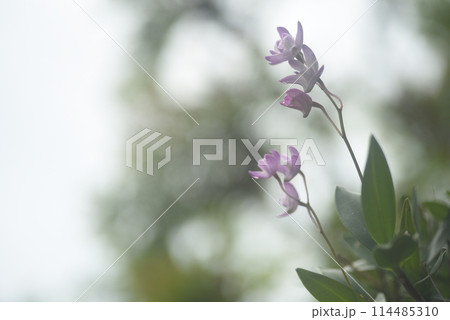 セッコクの花 セッコクの花 114485310