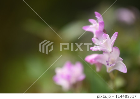 セッコクの花 114485317