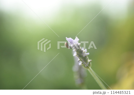 ラベンダーの花にてんとう虫 ラベンダーの花にてんとう虫 114485321