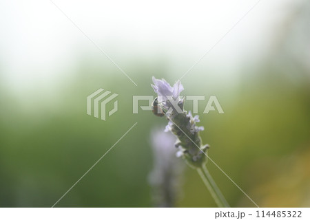 ラベンダーの花にてんとう虫 ラベンダーの花にてんとう虫 114485322