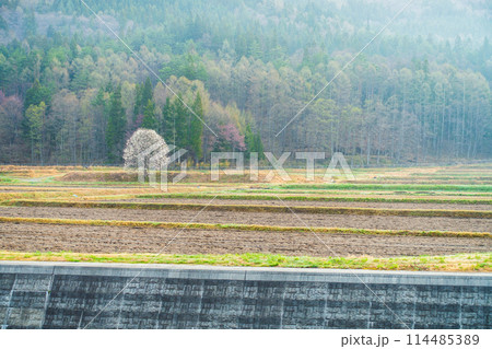 コブシ咲く朝景色【北安曇郡白馬村】 114485389