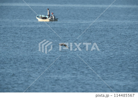 ミサゴの狩り 114485567