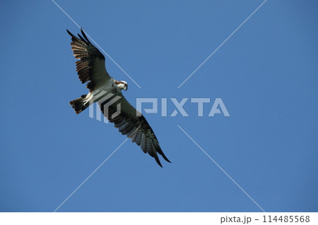 ミサゴの飛翔 114485568