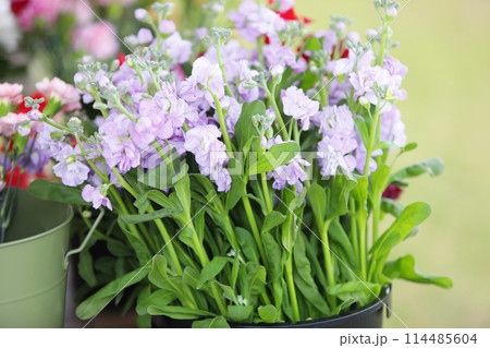 プランターに植えられた紫のパンジーの花 114485604