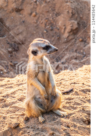 Meerkat, Suricata suricatta, on hind legs. Portrait of meerkat standing on hind legs with alert expression. Portrait of a funny meerkat sitting on its hind legs. 114485642