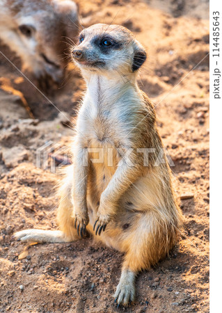 Meerkat, Suricata suricatta, on hind legs. Portrait of meerkat standing on hind legs with alert expression. Portrait of a funny meerkat sitting on its hind legs. 114485643