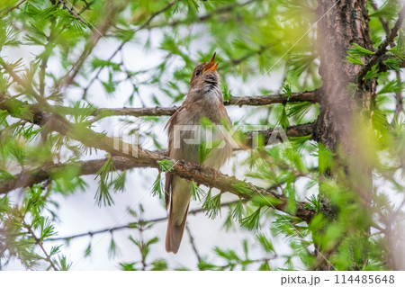 Thrush Nightingale, Luscinia luscinia. A bird sits on a tree branch and sings 114485648