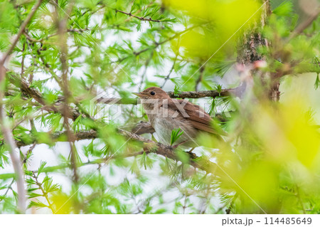 Thrush Nightingale, Luscinia luscinia. A bird sits on a tree branch and sings 114485649