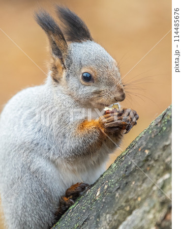 The squirrel with nut sits on tree in the autumn. Eurasian red squirrel, Sciurus vulgaris. 114485676