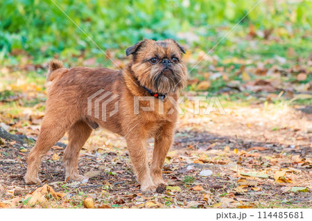 Brussels Griffon for a walk in the park 114485681