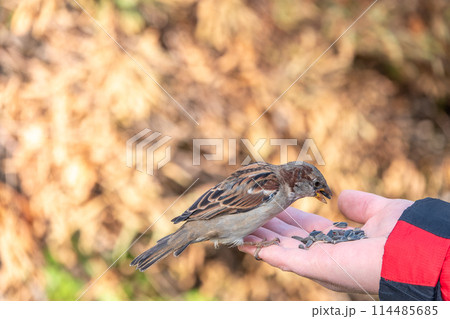 Sparrow eats seeds from a man's hand 114485685