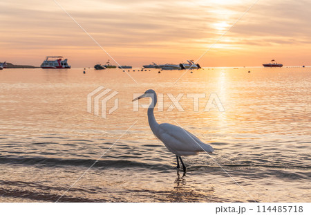 Great egret (Ardea alba), a medium-sized white heron fishing on the sea beach 114485718