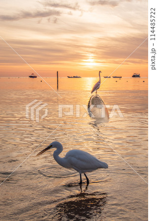 Great egret (Ardea alba), a medium-sized white heron fishing on the sea beach 114485722