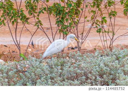 Western cattle egret (Bubulcus ibis) in winter plumage hunting for insects. 114485732