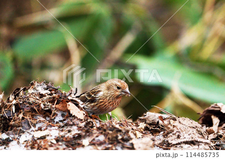 オオマシコ　”野鳥” 114485735