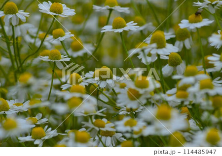 ジャーマン・カモミール ジャーマン・カモミール 114485947