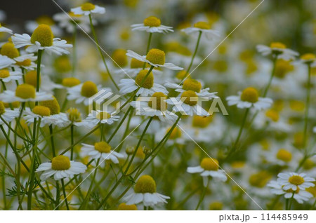 ジャーマン・カモミール 114485949
