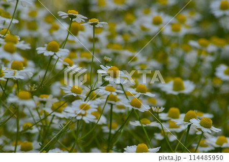 群生するカモミールの花 群生するカモミールの花 114485950