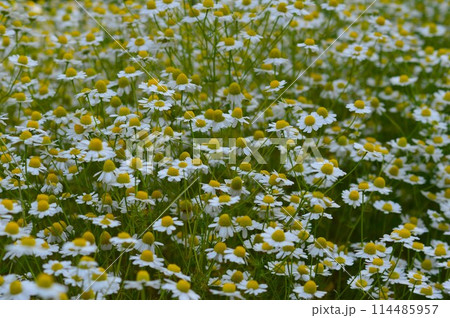 一面に咲くジャーマン・カモミール 114485957