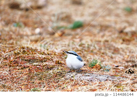 ゴジュウカラ ”野鳥” ゴジュウカラ ”野鳥” 114486144