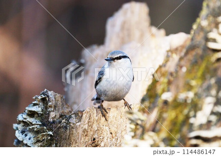 ゴジュウカラ ”野鳥” ゴジュウカラ ”野鳥” 114486147