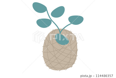 観葉植物ハンギングプランツ、アイソメトリックイラスト 観葉植物ハンギングプランツ、アイソメトリックイラスト 114486357