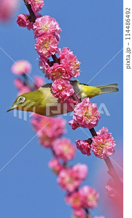 満開の紅梅にメジロさん （ 躍動イメージ ）（ 春イメージ ） 114486492