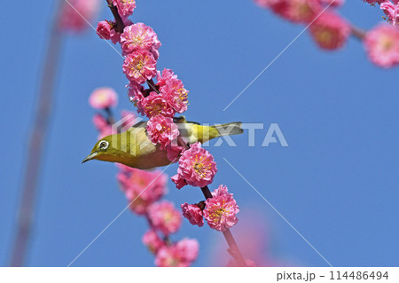 満開の紅梅にメジロさん （ 躍動イメージ ）（ 春イメージ ） 114486494