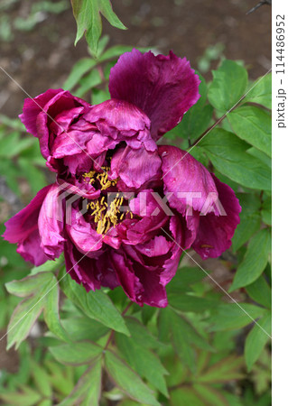 牡丹の花 牡丹の花 114486952