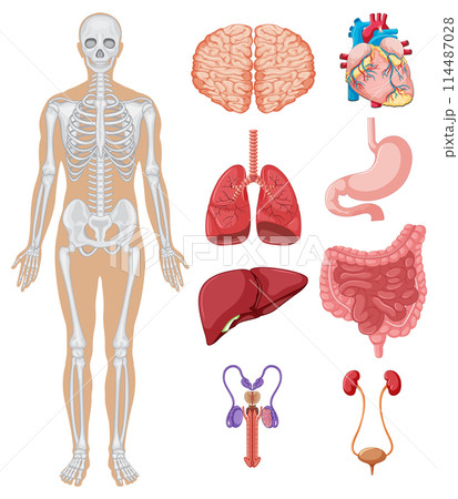 Human Anatomy Educational Vector Illustration Human Anatomy Educational Vector Illustration 114487028