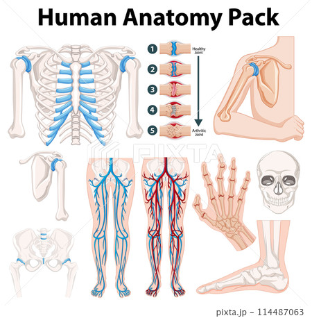 Detailed Human Anatomy Vector Illustration Detailed Human Anatomy Vector Illustration 114487063