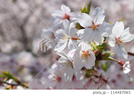 北上展勝地の桜 北上展勝地の桜 114487065