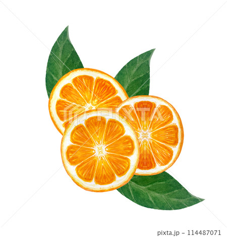 Orange fruit, mandarine slice with green leafs watercolor composition isolated on white. High quality hand drawn art for food design, packages, restaurant menu, natural organic food, logo and decor 114487071