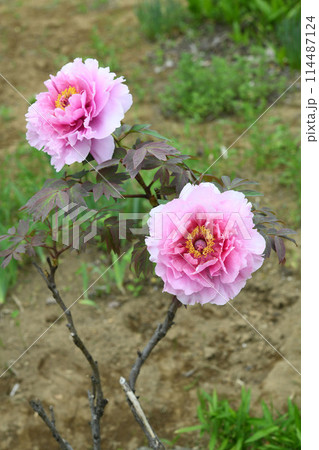 牡丹の花 114487124