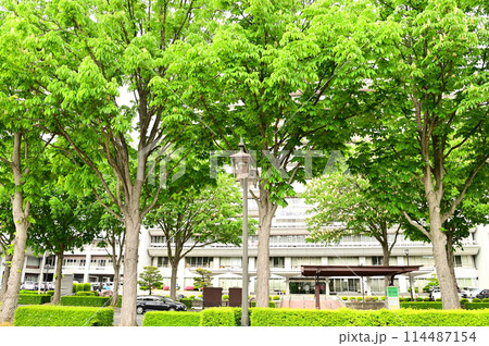 初夏のトチノキ 114487154