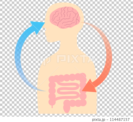ストレスでお腹が痛くなる仕組み、脳と腸の関係。脳腸相関のイラスト。 114487157
