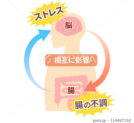 ストレスでお腹が痛くなる仕組み、脳と腸の関係。脳腸相関のイラスト。 114487158