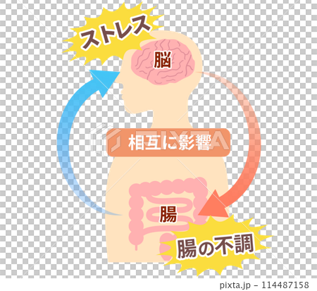 ストレスでお腹が痛くなる仕組み、脳と腸の関係。脳腸相関のイラスト。 114487158