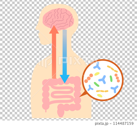 ストレスでお腹が痛くなる仕組み、脳と腸内細菌の関係。脳腸相関のイラスト。 114487159