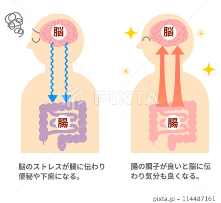 ストレスでお腹が痛くなる仕組み、脳と腸の関係。脳腸相関のイラスト。 114487161
