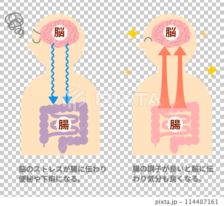 ストレスでお腹が痛くなる仕組み、脳と腸の関係。脳腸相関のイラスト。 114487161