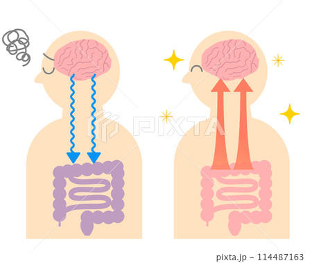 ストレスでお腹が痛くなる仕組み、脳と腸の関係。脳腸相関のイラスト。 114487163